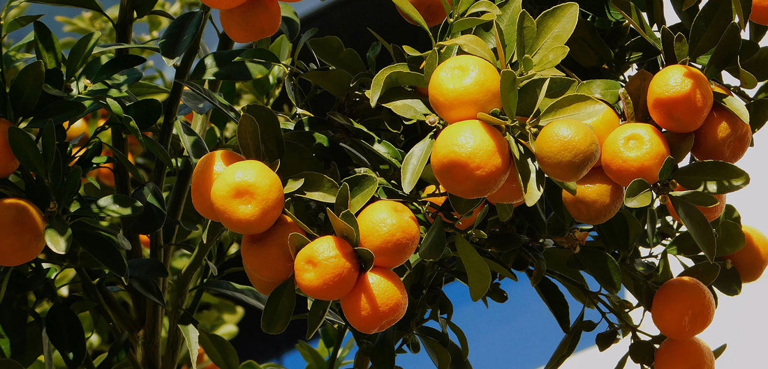 Mandarins from Greece contain an ingredient that prevents premature grey hair.
