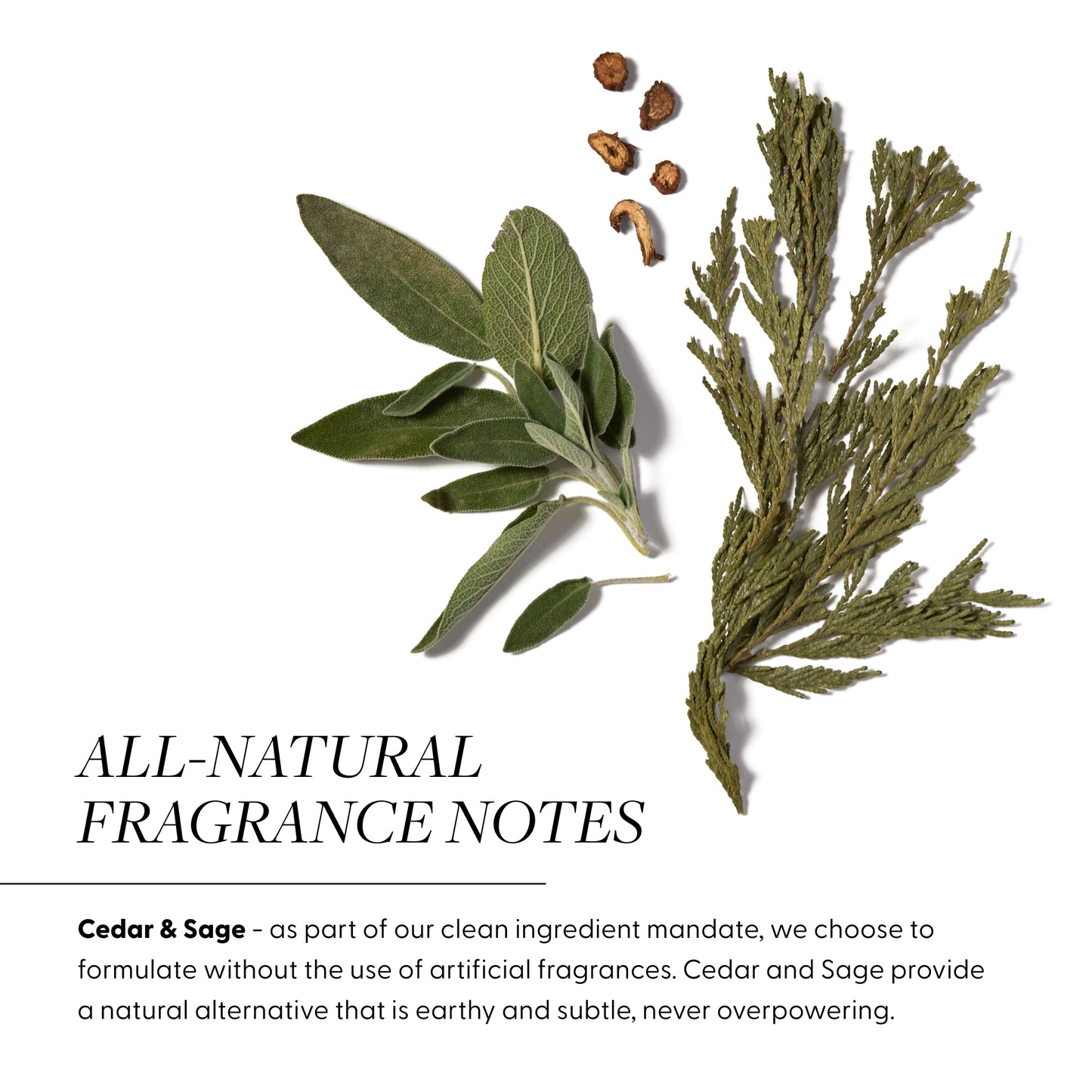 all-natural fragrance notes:
Cedar & Sage - as part of our clean ingredient mandate, we choose to formulate without the use of artificial fragrances. Cedar and Sage provide a natural alternative that is earthy and subtle, never overpowering.